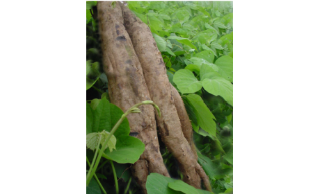 吃了這么多年的野生葛根粉，你吃對(duì)了嗎？