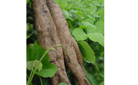 長期吃葛粉是養(yǎng)生還是傷身？科學(xué)解讀它的三大益處，讓你吃得更明白！