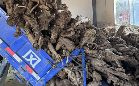 霜降采葛正當(dāng)時(shí)！二月風(fēng)大量收購(gòu)霜降葛根，以匠心護(hù)品質(zhì)、以產(chǎn)業(yè)助增收