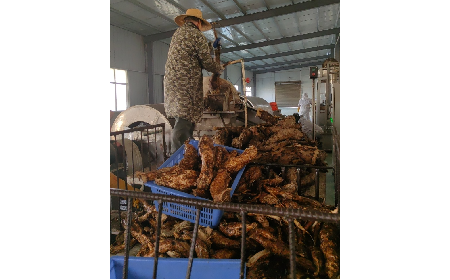 野生葛粉加工正當(dāng)時(shí)，二月風(fēng)匠心傳承好味道